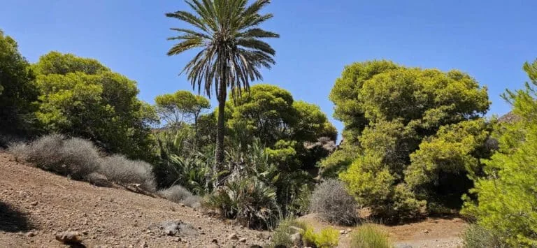 Cala de Los Toros
